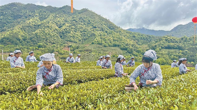 漳平水仙茶開采
