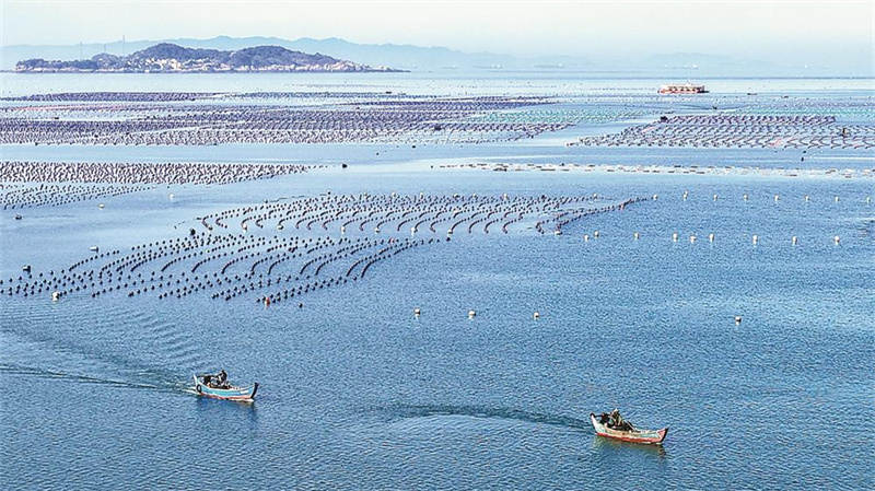 海洋牧場養殖區一派繁忙